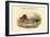 Mareca Penelope - Widgeon - Dabbling Duck-John Gould-Framed Art Print