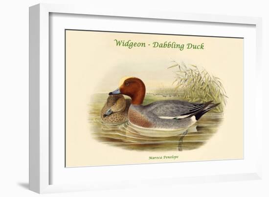 Mareca Penelope - Widgeon - Dabbling Duck-John Gould-Framed Art Print