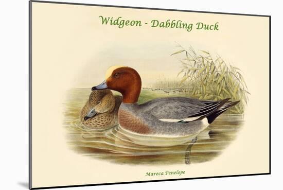 Mareca Penelope - Widgeon - Dabbling Duck-John Gould-Mounted Art Print