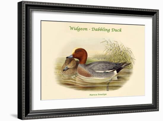 Mareca Penelope - Widgeon - Dabbling Duck-John Gould-Framed Art Print