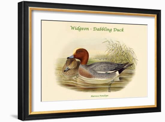 Mareca Penelope - Widgeon - Dabbling Duck-John Gould-Framed Art Print