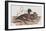 Mareca Punctata-John Gould-Framed Giclee Print