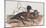 Mareca Punctata-John Gould-Mounted Giclee Print