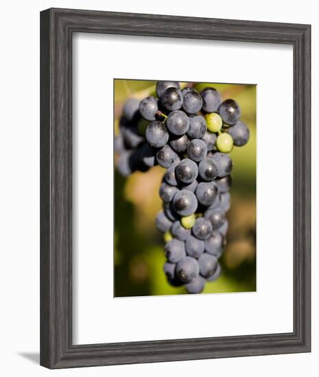 Marechal Foch Grapes at the Vineyard at Jewell Towne Vineyards, South Hampton, New Hampshire, USA-Jerry & Marcy Monkman-Framed Photographic Print