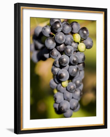 Marechal Foch Grapes at the Vineyard at Jewell Towne Vineyards, South Hampton, New Hampshire, USA-Jerry & Marcy Monkman-Framed Photographic Print