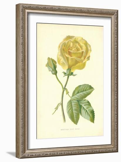 Marechal Niel Rose-Frederick Edward Hulme-Framed Giclee Print