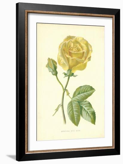 Marechal Niel Rose-Frederick Edward Hulme-Framed Giclee Print