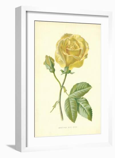 Marechal Niel Rose-Frederick Edward Hulme-Framed Giclee Print