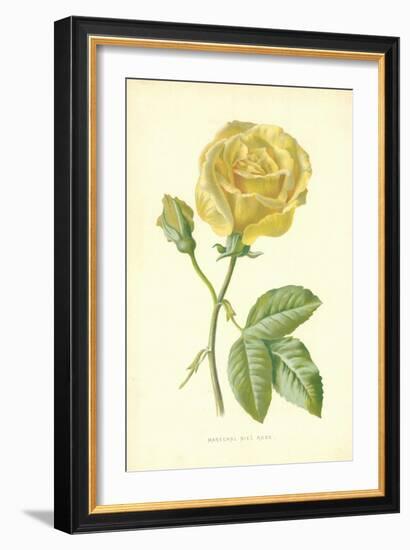 Marechal Niel Rose-Frederick Edward Hulme-Framed Giclee Print