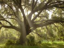 Beautiful Southern Live Oak tree, Flordia-Maresa Pryor-Framed Photographic Print