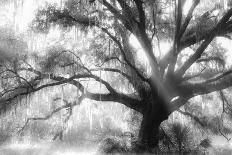 Beautiful Southern Live Oak tree, Flordia-Maresa Pryor-Framed Photographic Print