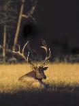 Raccoon, Procyon Lotor, Florida, USA-Maresa Pryor-Photographic Print