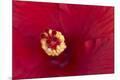Premium Photographic Print