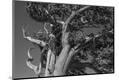Premium Photographic Print