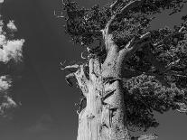 Ancient bristlecone pines, Mount Evans Wilderness Area, Colorado-Maresa Pryor-Luzier-Photographic Print