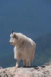 Rocky Mountain goats coming to  summit to look for minerals, Mount Evans Wilderness Area, Colorado-Maresa Pryor-Luzier-Photographic Print