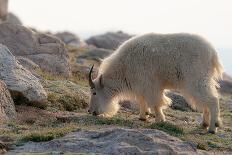 Rocky Mountain goat on ledge, Mount Evans Wilderness Area, Colorado-Maresa Pryor-Luzier-Framed Photographic Print