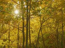 Understory of the quaking aspen, fall season, Sandia Mountains, Cibola National Forest, New Mexico-Maresa Pryor-Luzier-Photographic Print