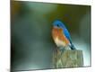 Premium Photographic Print