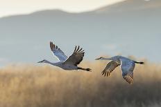 Sandhill Cranes Flying, Bosque Del Apache National Wildlife Refuge, New Mexico-Maresa Pryor-Photographic Print