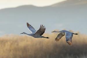 Bosque Del Apache National Wildlife Refuge Art Prints Paintings Posters Wall Art Art Com