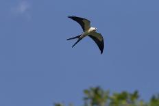 Swallow-Tailed Kite in Flight, Kissimmee Preserve SP, Florida-Maresa Pryor-Photographic Print