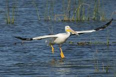 Swallow-Tailed Kite in Flight, Kissimmee Preserve SP, Florida-Maresa Pryor-Photographic Print