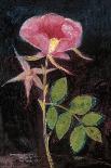 Twilight Rose-Maret Hensick-Art Print