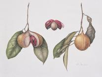 Brassolaeliocattleya Greenwich, Elmhurst (W/C on Paper)-Margaret Ann Eden-Giclee Print