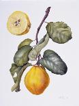 Citrus Bergamot, 1995-Margaret Ann Eden-Giclee Print