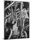Photographic Print