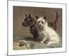 Premium Giclee Print