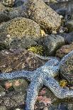 USA, Alaska. A blue toned sea star and green sea urchins on the rocks at low tide.-Margaret Gaines-Photographic Print