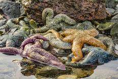 USA, Alaska. A blue toned sea star and green sea urchins on the rocks at low tide.-Margaret Gaines-Photographic Print