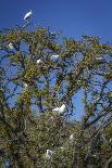 USA, Alaska. Bald eagles congregate in trees during-Margaret Gaines-Mounted Photographic Print