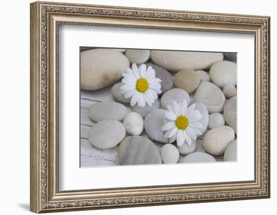 Margarites Blossoms, Stones, Still Life-Andrea Haase-Framed Photographic Print