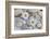 Margarites Blossoms, Stones, Still Life-Andrea Haase-Framed Photographic Print