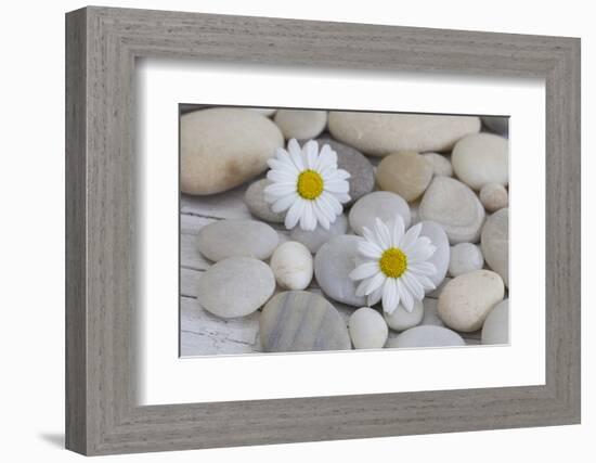 Margarites Blossoms, Stones, Still Life-Andrea Haase-Framed Photographic Print