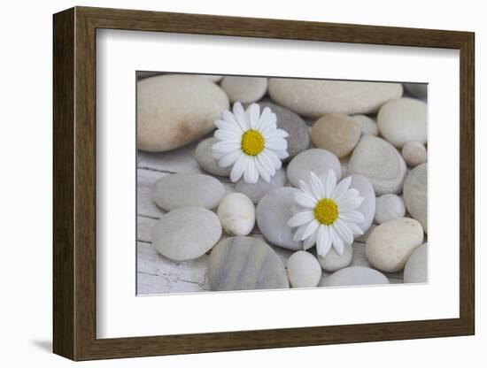 Margarites Blossoms, Stones, Still Life-Andrea Haase-Framed Photographic Print