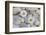 Margarites Blossoms, Stones, Still Life-Andrea Haase-Framed Photographic Print