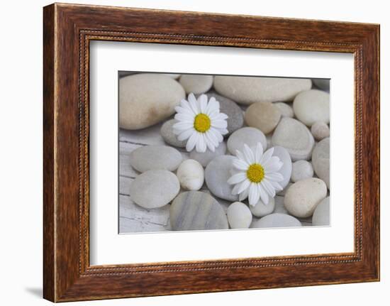 Margarites Blossoms, Stones, Still Life-Andrea Haase-Framed Photographic Print