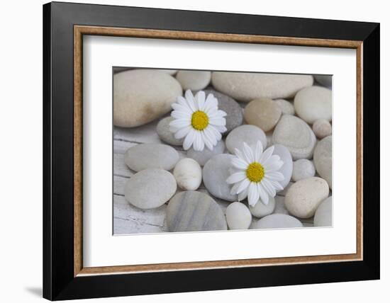 Margarites Blossoms, Stones, Still Life-Andrea Haase-Framed Photographic Print