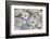 Margarites Blossoms, Stones, Still Life-Andrea Haase-Framed Photographic Print