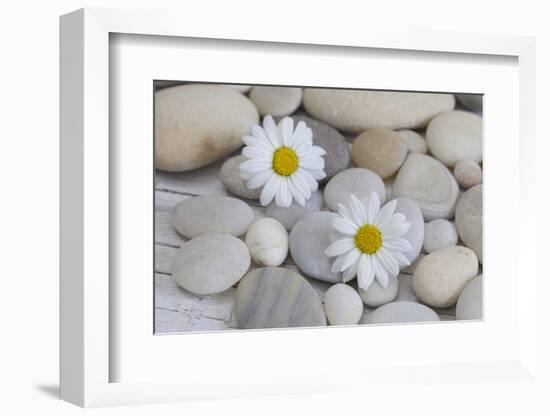 Margarites Blossoms, Stones, Still Life-Andrea Haase-Framed Photographic Print