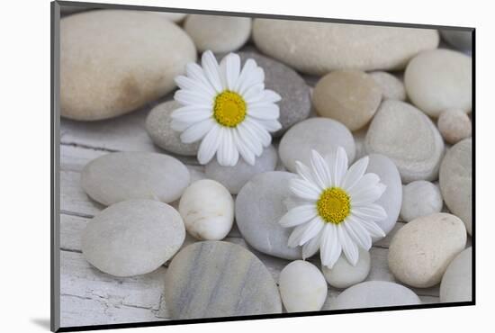 Margarites Blossoms, Stones, Still Life-Andrea Haase-Mounted Photographic Print