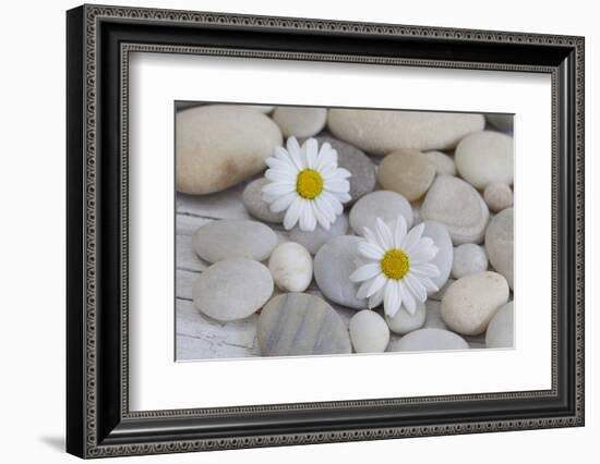 Margarites Blossoms, Stones, Still Life-Andrea Haase-Framed Photographic Print