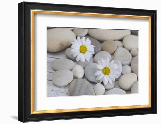 Margarites Blossoms, Stones, Still Life-Andrea Haase-Framed Photographic Print