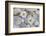 Margarites Blossoms, Stones, Still Life-Andrea Haase-Framed Photographic Print