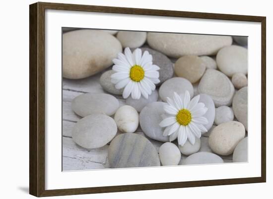 Margarites Blossoms, Stones, Still Life-Andrea Haase-Framed Photographic Print