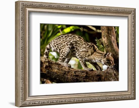 Margay on tree branch, Belize, Central America-Paul Williams-Framed Photographic Print